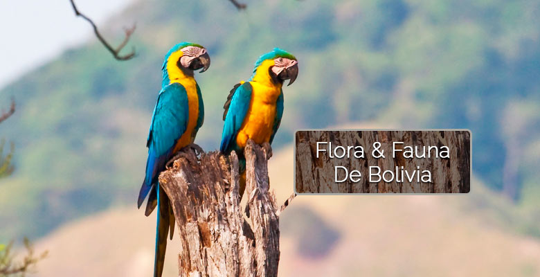 Flora y Fauna de Bolivia