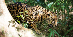 Fauna: Reserva de vida Silvestre Manuripi